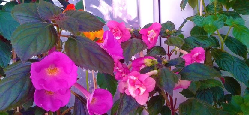  - 000018 ACHIMENES