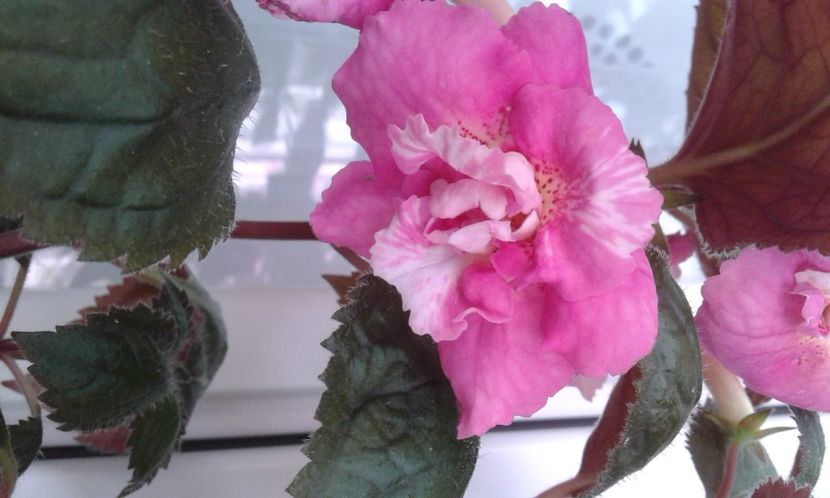  - 000018 ACHIMENES