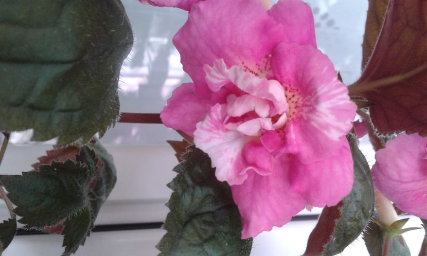 - 000018 ACHIMENES