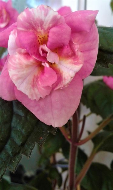  - 000018 ACHIMENES
