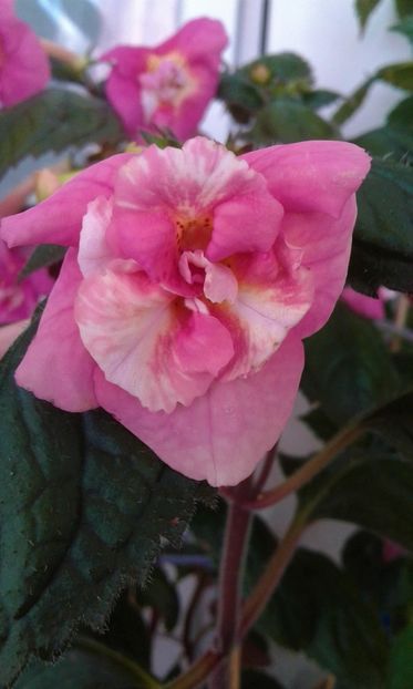  - 000018 ACHIMENES