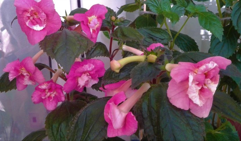  - 000018 ACHIMENES