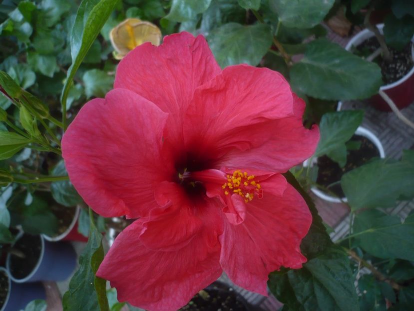 13.09.2020 - HIBISCUSI 2020-4