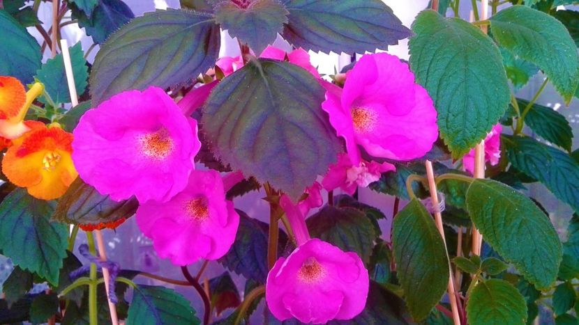  - 00017 ACHIMENES