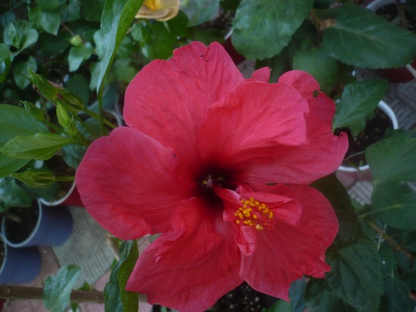 P1460485 - HIBISCUSI 2020-4