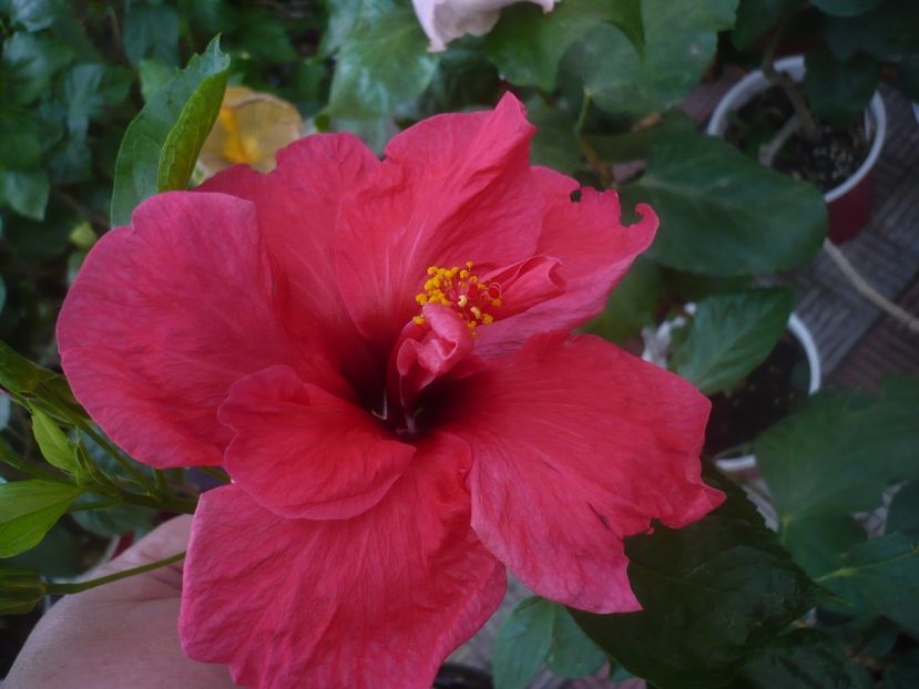 P1460486 - HIBISCUSI 2020-4