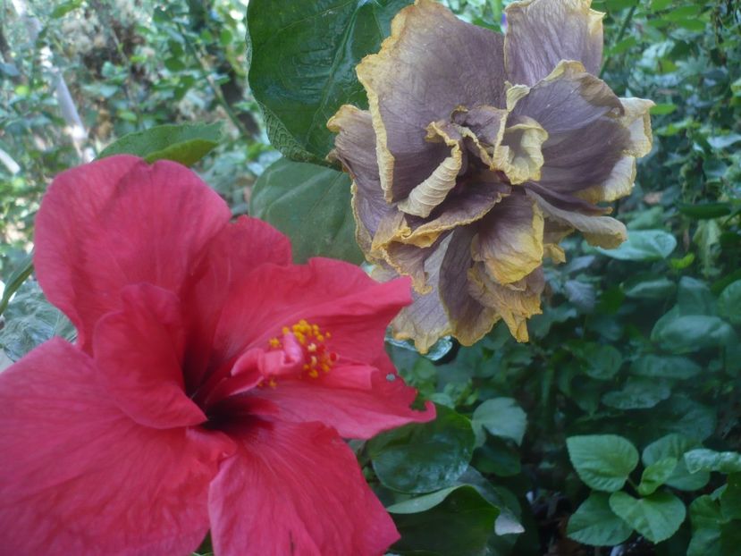 P1460487 - HIBISCUSI 2020-4