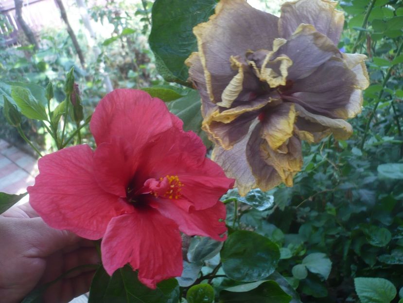 P1460488 - HIBISCUSI 2020-4