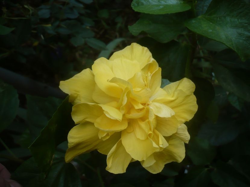 P1460489 - HIBISCUSI 2020-4