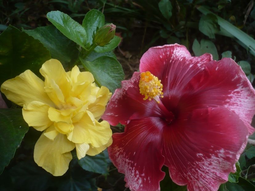 P1460490 - HIBISCUSI 2020-4