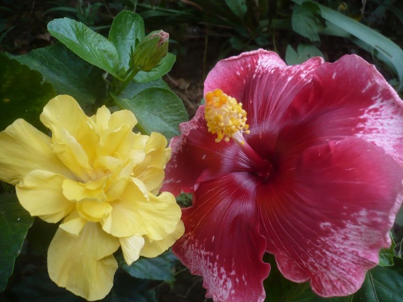 P1460491 - HIBISCUSI 2020-4