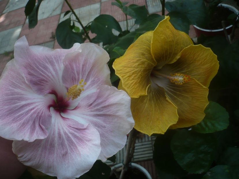 P1460493 - HIBISCUSI 2020-4