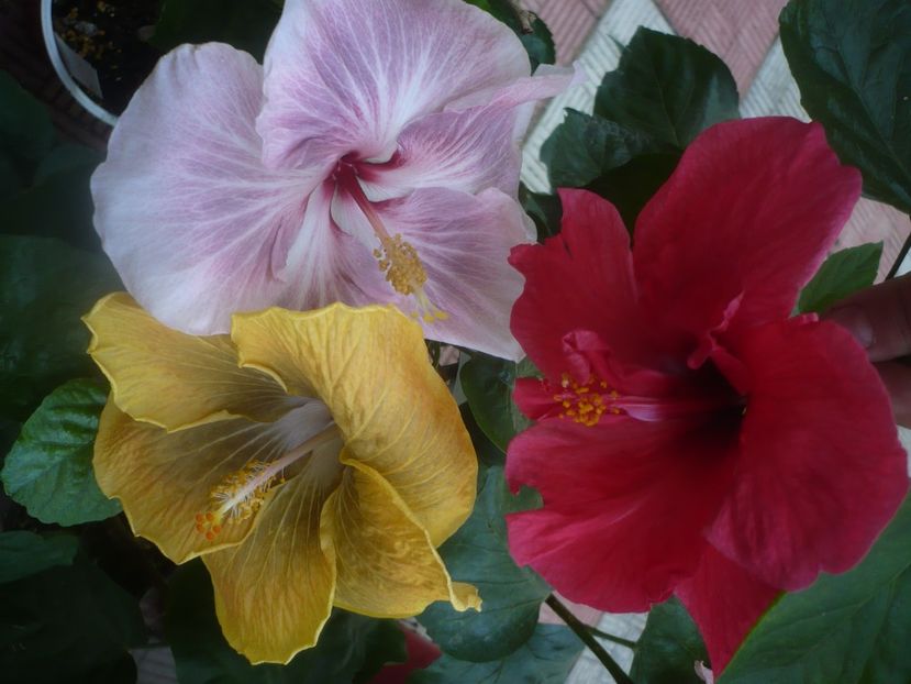 P1460494 - HIBISCUSI 2020-4