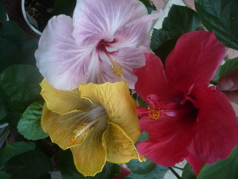 P1460495 - HIBISCUSI 2020-4