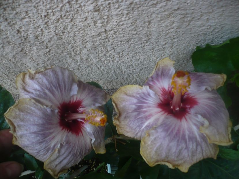 P1460496 - HIBISCUSI 2020-4