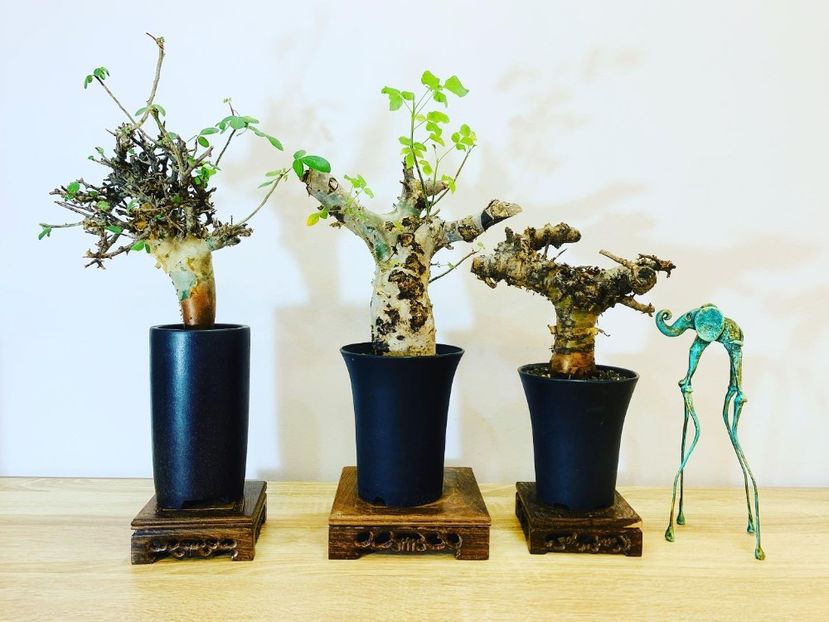3 varietati de Commiphora - Vase - aranjamente - accesorii