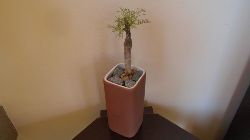 Commiphora kraeuseliana (Namibia) - Caudiciforme - pachycaule si bulboase 2020