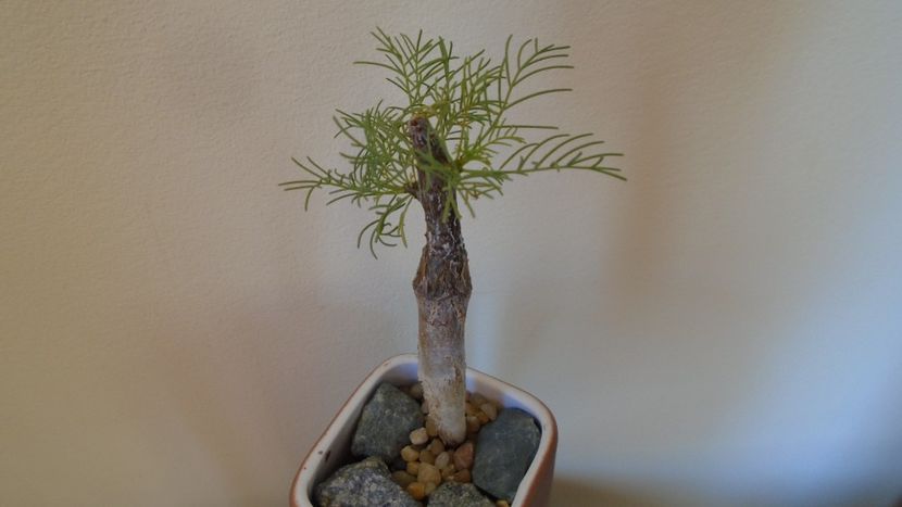 Commiphora kraeuseliana (Namibia) - Caudiciforme - pachycaule si bulboase 2020
