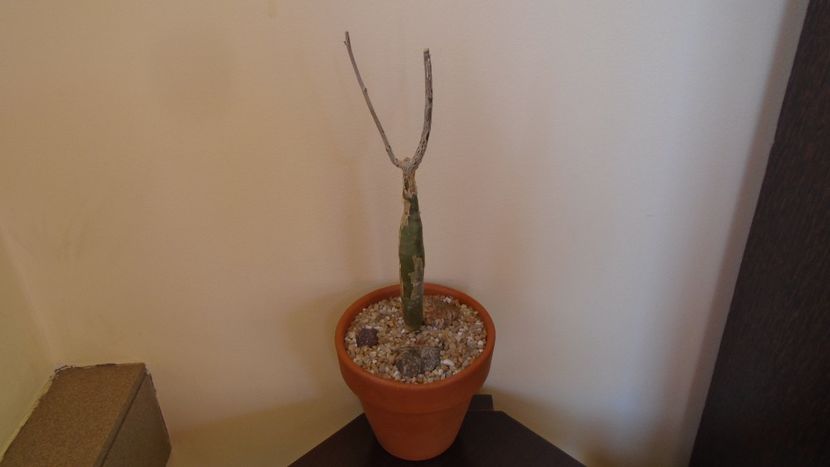 Bursera fagaroides - Caudiciforme - pachycaule si bulboase 2020