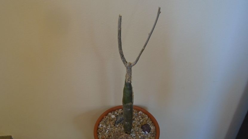 Bursera fagaroides - Caudiciforme - pachycaule si bulboase 2020