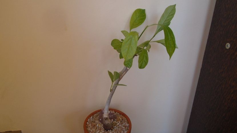 Adansonia digitata - Caudiciforme - pachycaule si bulboase 2020