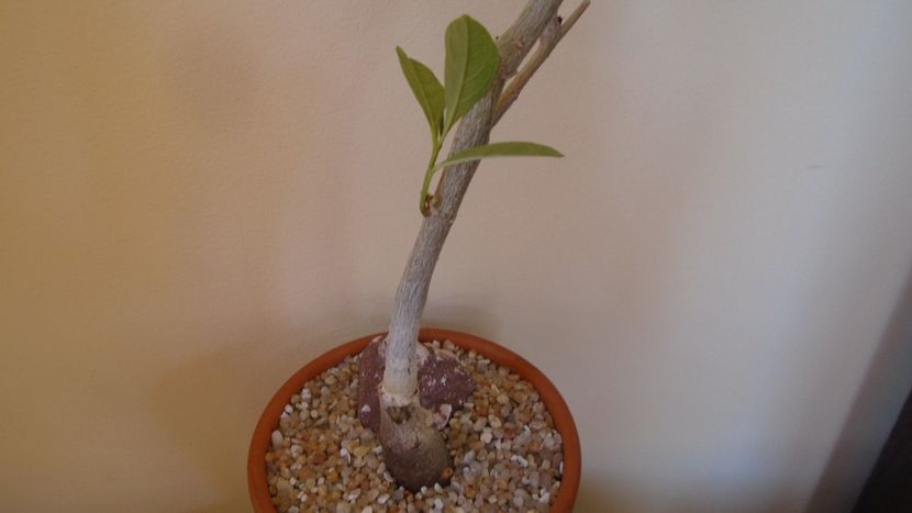 Adansonia digitata - Caudiciforme - pachycaule si bulboase 2020