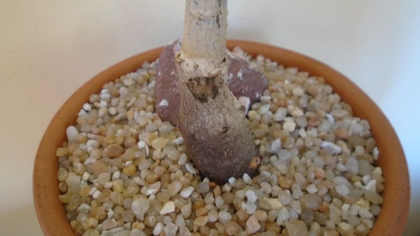 Adansonia digitata - Caudiciforme - pachycaule si bulboase 2020