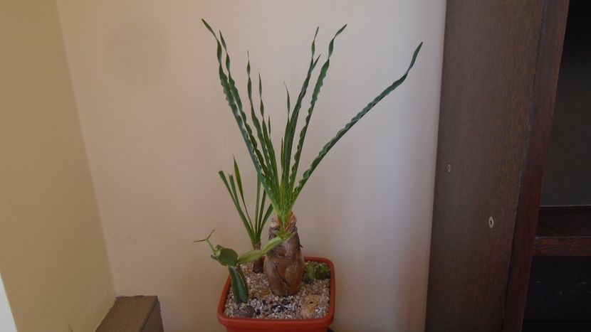 Cissus quadrangularis - Caudiciforme - pachycaule si bulboase 2020