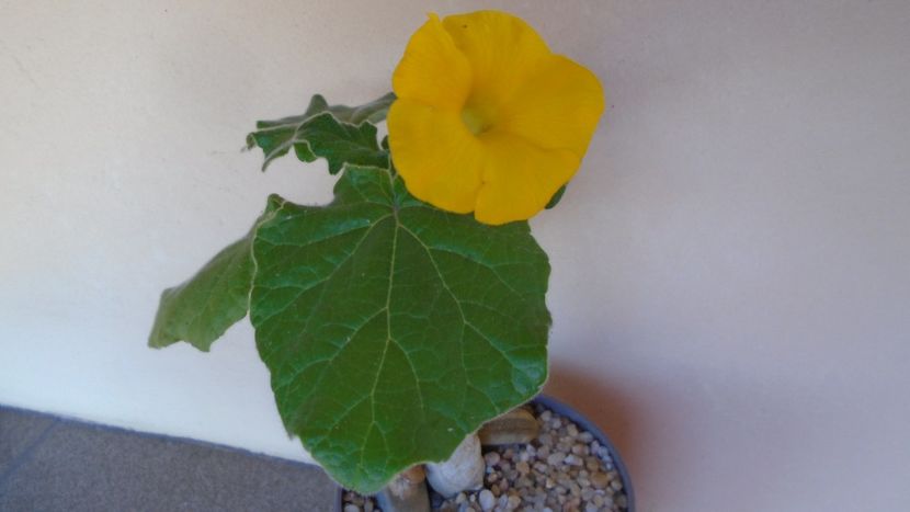 Uncarina  roeoesliana - Caudiciforme - pachycaule si bulboase 2020