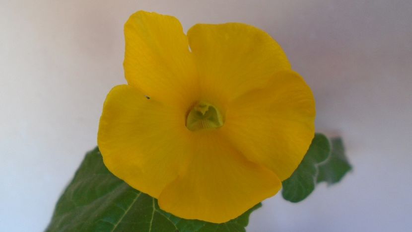 Uncarina  roeoesliana - Caudiciforme - pachycaule si bulboase 2020