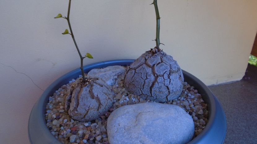 Dioscorea elephantipes, 2 ex. - inceput de vegetatie - Caudiciforme - pachycaule si bulboase 2020