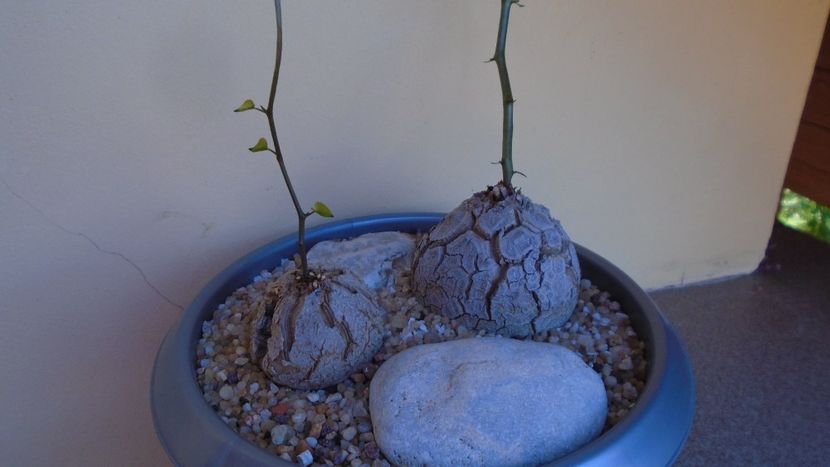 Dioscorea elephantipes, 2 ex. - inceput de vegetatie - Caudiciforme - pachycaule si bulboase 2020