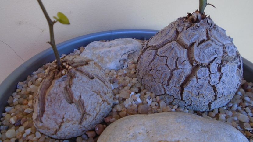 Dioscorea elephantipes, 2 ex. - inceput de vegetatie - Caudiciforme - pachycaule si bulboase 2020
