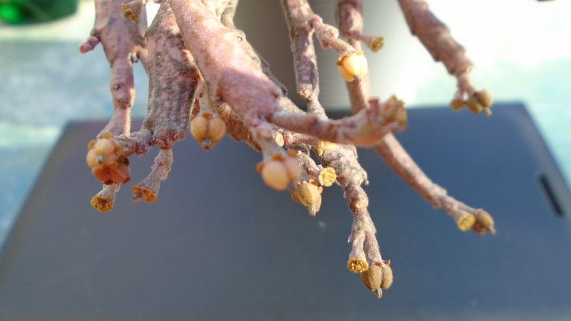 Euphorbia platyclada, flori si fructe - Suculente 2020