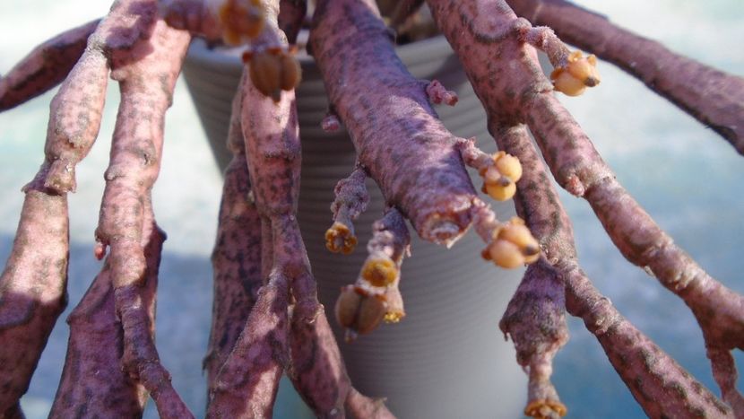 Euphorbia platyclada, flori si fructe - Suculente 2020