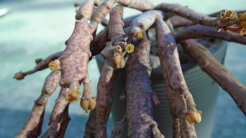 Euphorbia platyclada, flori si fructe - Suculente 2020