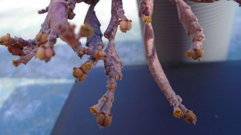 Euphorbia platyclada, flori si fructe - Suculente 2020