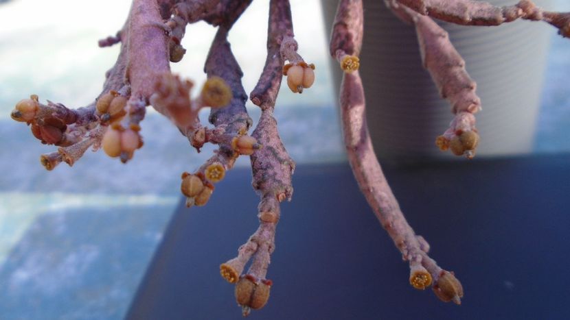 Euphorbia platyclada, flori si fructe - Suculente 2020