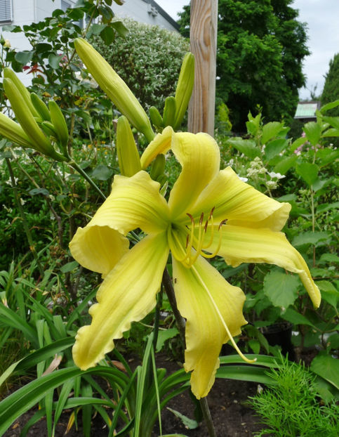  - Hemerocallis