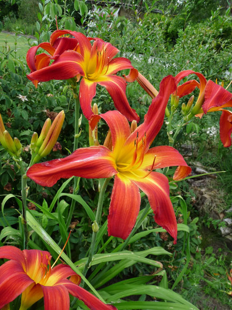  - Hemerocallis