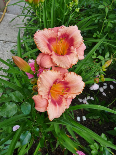  - Hemerocallis