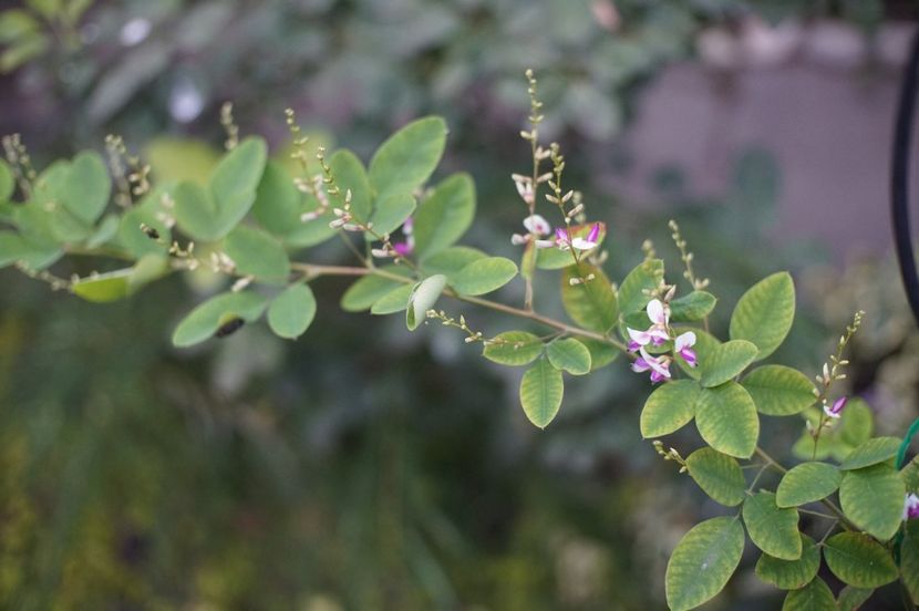  - Septembrie 2019- septembrie 2020