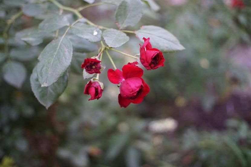  - Septembrie 2019- septembrie 2020