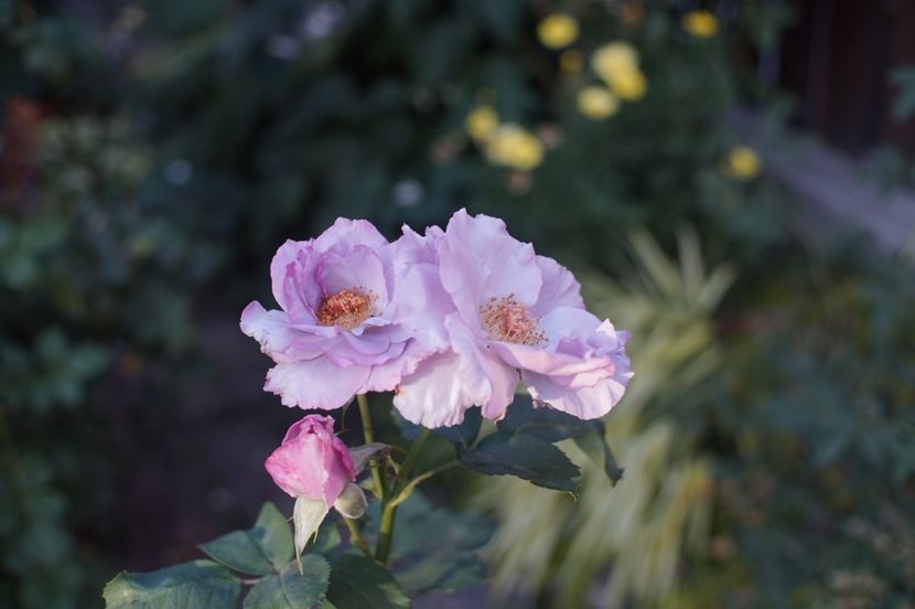  - Septembrie 2019- septembrie 2020