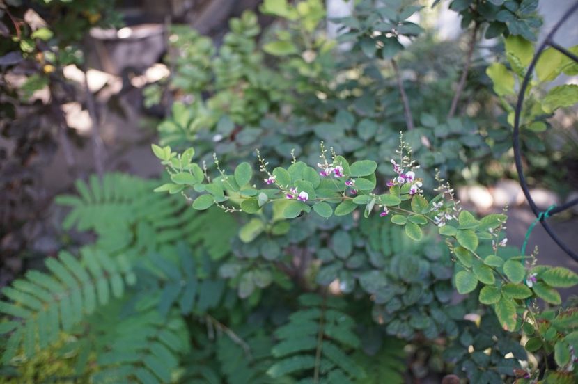  - Septembrie 2019- septembrie 2020