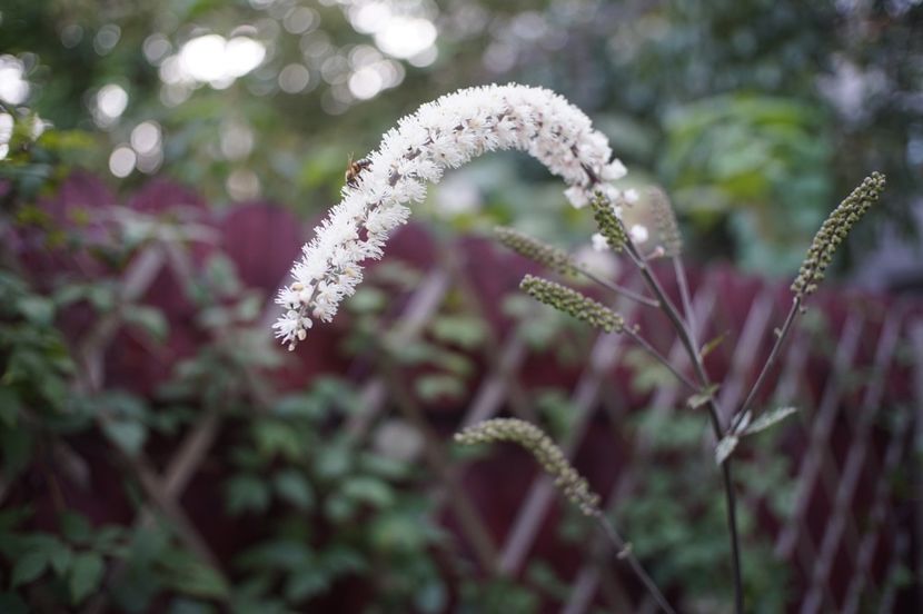  - Septembrie 2019- septembrie 2020