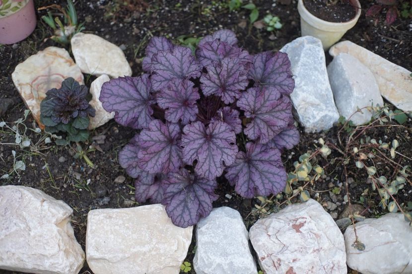  - Septembrie 2019- septembrie 2020