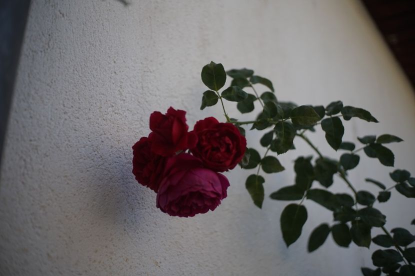  - Septembrie 2019- septembrie 2020