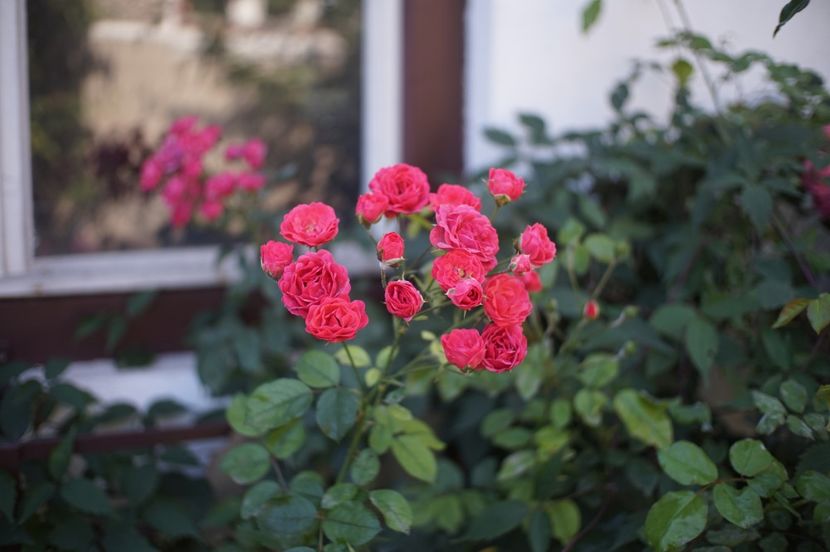  - Septembrie 2019- septembrie 2020