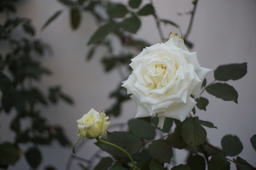  - Septembrie 2019- septembrie 2020